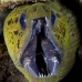 moray_fimbriated_bhr_tam_v_0456_bal6320_rv.jpg